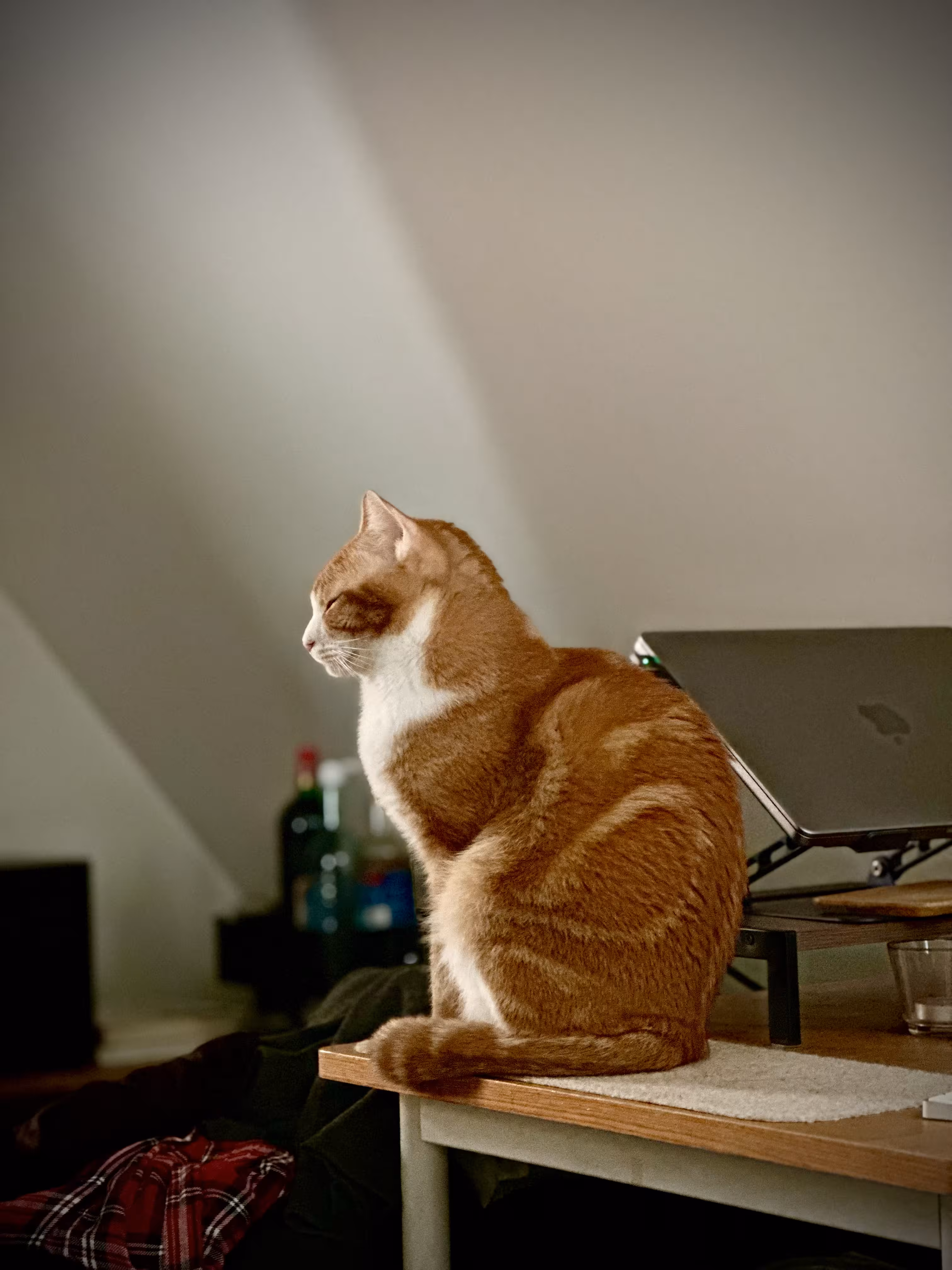 Cardamom posing against the slanted wall.